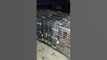 lên đường phục vụ ae đam mê🐓#gàrừngtaitrắng #gàrừngrặc