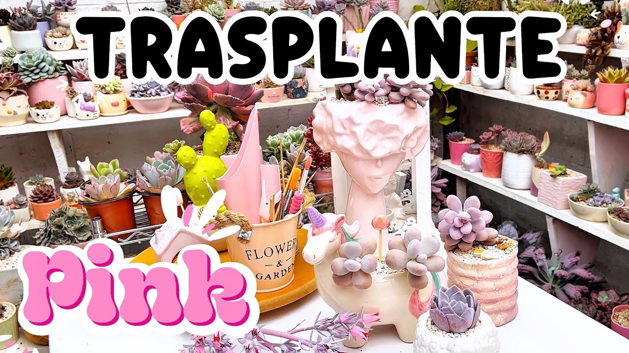 Trasplante color rosa #suculentas