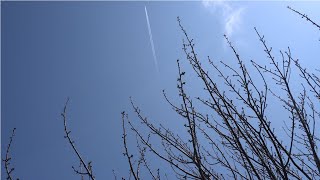 ４K  散歩道の八重桜並木は開花まえでした202103271