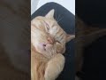 مدمن دراي فود #cats #orangecat #viral #اكسبلور #funny #قطط