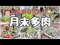全部解体したい😭【月末多肉】2025.9