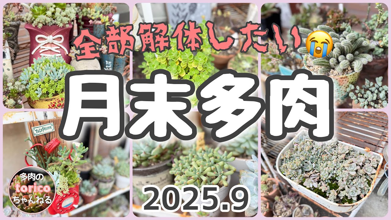 全部解体したい😭【月末多肉】2025.9
