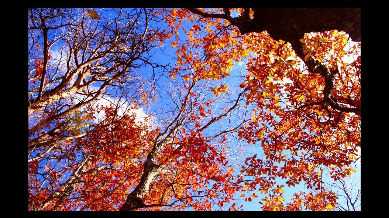 五智公園🍁愛宕山山道の紅葉