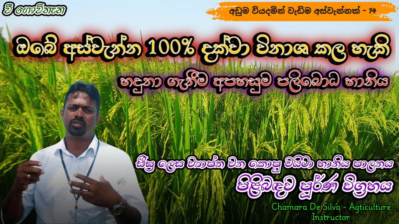 කොපු මයිටා හානියෙන් ඔබේ අස්වැන්න රැක ගන්න