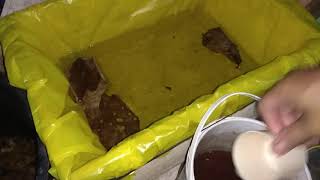 Cara memberi makan burayak ikan cupang umur 3 hari pake kutu air