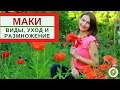 МАКИ - виды, уход и  размножение