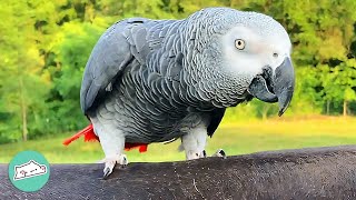 Chatterbox Cockatoo Finds The Right Words Every Time | Cuddle Buddies