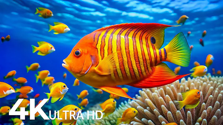 Underwater Wonders 4K - Amazing Fish, Coral Reefs & Sea Animals - Peaceful Aquarium Experience #15