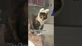 #cat #adoptstrays #catfunny #rescuecats #catvideos #kitten #funnyanimal #funny #kitten