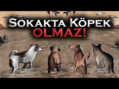 Video: Köpek Körlüğü Belirtileri