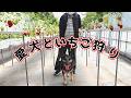 愛犬といちご狩りに行ったら、想像以上に楽しすぎましたw【ジャーマンシェパード】