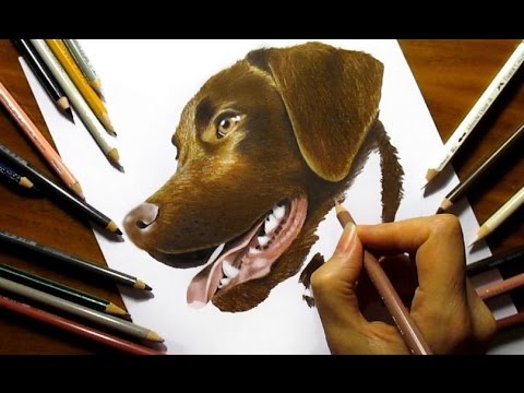 drawing-chocolate-labrador-retriever-in-colored-pencil---speed-draw-|-jasmina-susak