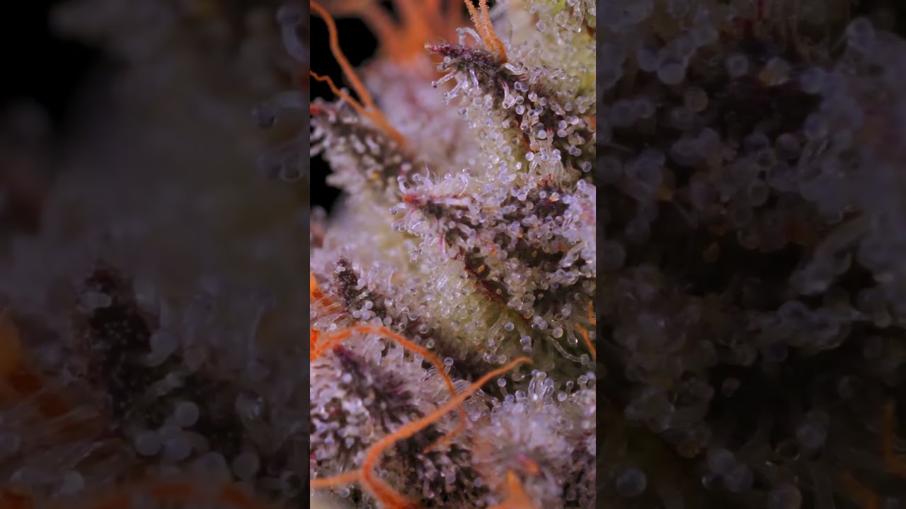 PHENO FRIDAY - BLUEBERRY MUFFIN