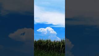 Celebrity the appearance of a cloud changing into the shape of a turtle #nature  #clouds #viralvideo Profile