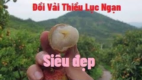 Lang Thang Đồi Vải Thiều Lục Ngạn Siêu Đẹp I Núi Đồi Lục Ngạn