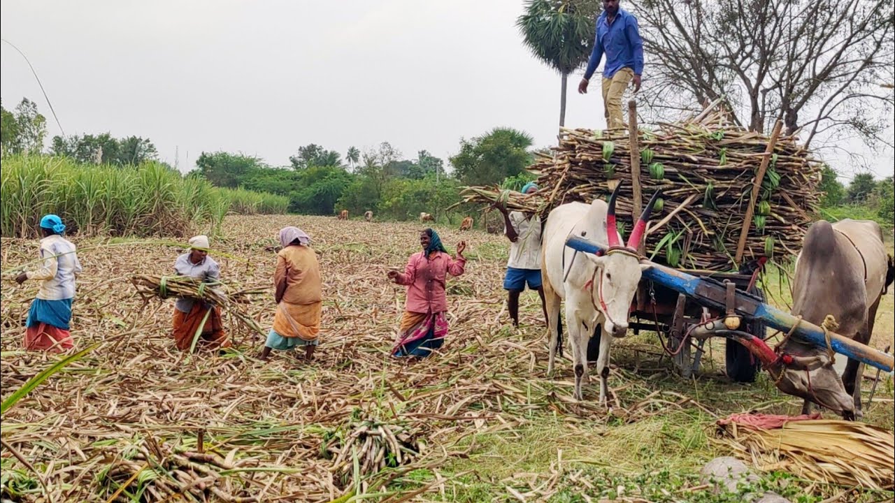 New Bullock Cart Heavy Load Mud Stuck in Riding \\ Eddulu Videos \\ buffalo Videos
