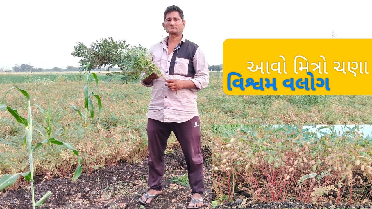 સણા નો પાક પસાસ ટકા પાકી ગયો છે# કોમેન્ટ # શેર # સબસ્ક્રાઈબર કરો 