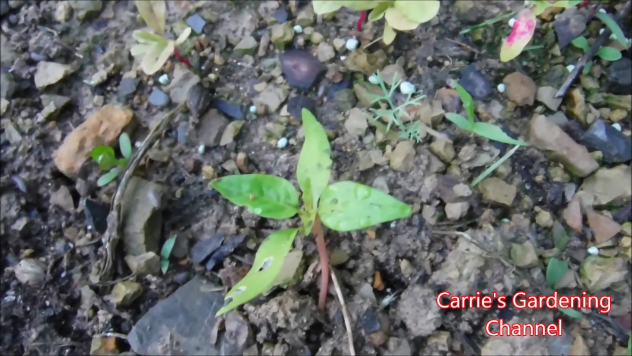 Pill Bug Damage To Seedlings, What Are Pill Bugs YouTube