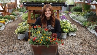 Heat-Proof Container Recipe | Bold Summer Color with Proven Winners®