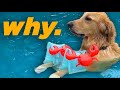 My dog swims with arm floaties