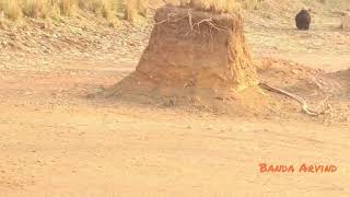 Tiger Hunting Big Male Sloth Bear at Tadoba Junoona zone - D.O.Video 19 March 2019.