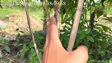 Ớt sừng vàng châu phi bệnh héo xanh do sương muối