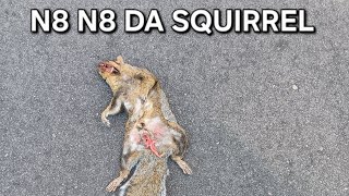 N8 N8 THE SQUIRREL