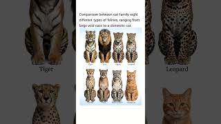 eight different types of felines, ranging from large wild cats to a domestic cat.