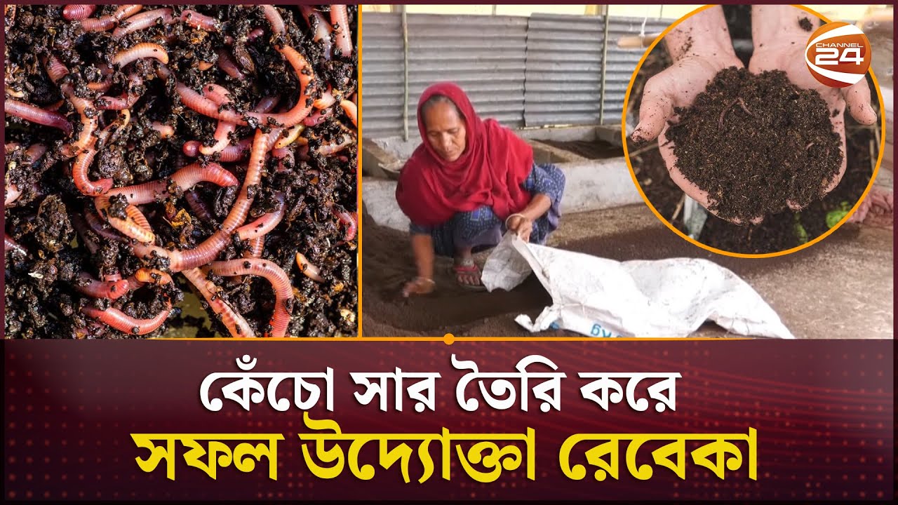 কেঁচো সার তৈরি করে ভাগ্য বদলেছে রেবেকা খাতুনের | Earthworm Manure ...