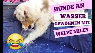 Hunde an Wasser gewöhnen - wie geht mein Hund ins Wasser mit Welpe Miley by Miley Der Shepherd 2,295 views 4 years ago 1 minute, 9 seconds