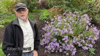 Famous Growing the incredible 'Aster frikartii'- Grower Coach Plant Profile Net Worth