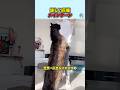 優しい巨猫【メインクーン】#ネコ#動物#雑学#豆知識