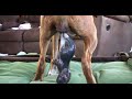 Boxer Dog Giving Standing Birth To A Puppy | DOG GIVING BIRTH | New Born Puppies Cute | Dogs | Puppy