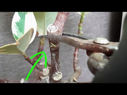 Videó: Ficus Líra Alakú és Unalmas