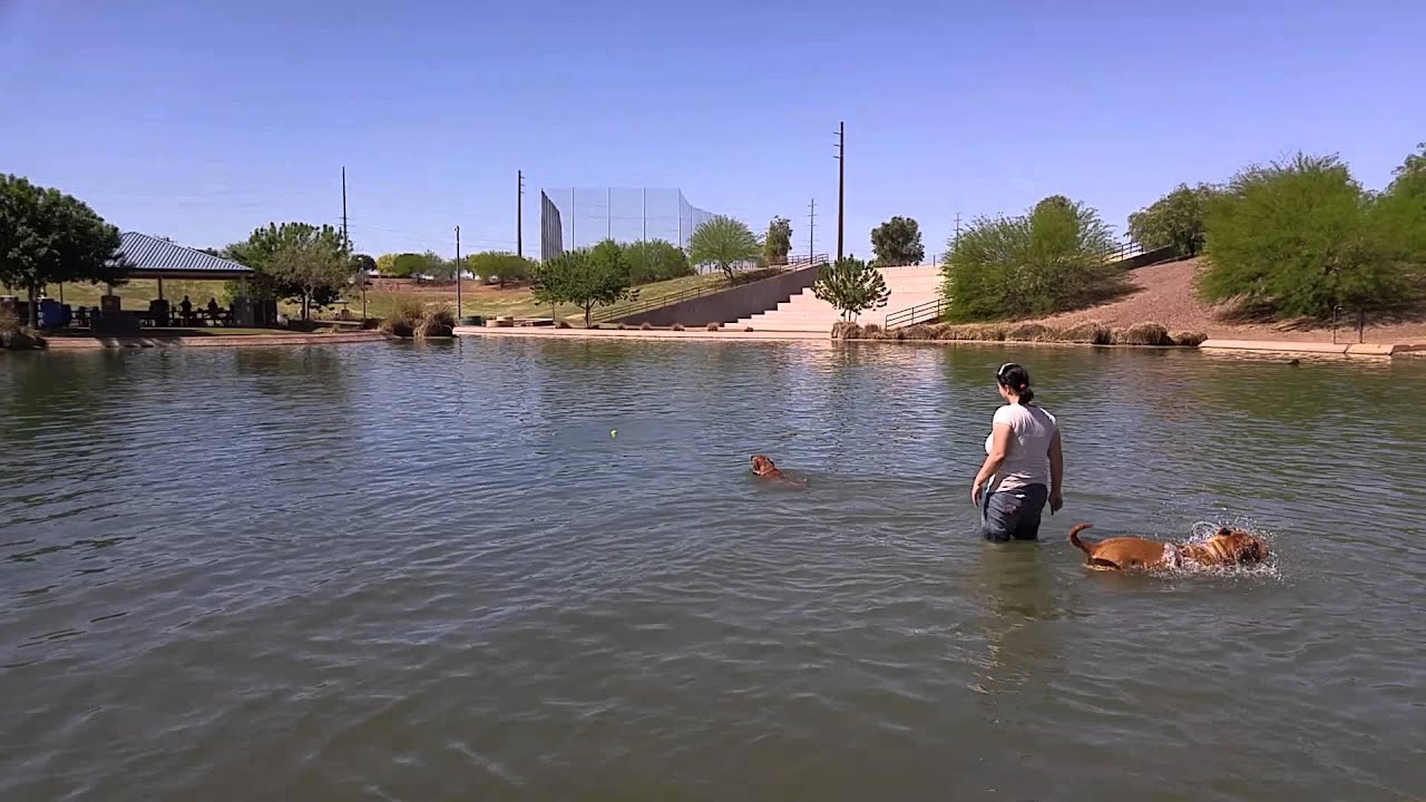 Cosmo Dog Park Gilbert, AZ YouTube