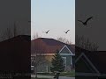 #CanadianGeese ##NaturallyPaired