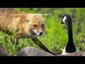 WATCH | Photographer captures dramatic standoff between Canada goose and a fox