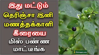 மணத்தக்காளி கீரையின் மருத்துவ குணங்கள் | Manathakkali keerai benefits in Tamil | Uses in Tamil