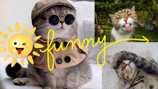 FUNNIEST CATS  😂 CATS will make you LAUGH your head off 😹 Funny cats life by EARTH TRACE 3 views 1 year ago 8 minutes, 53 seconds