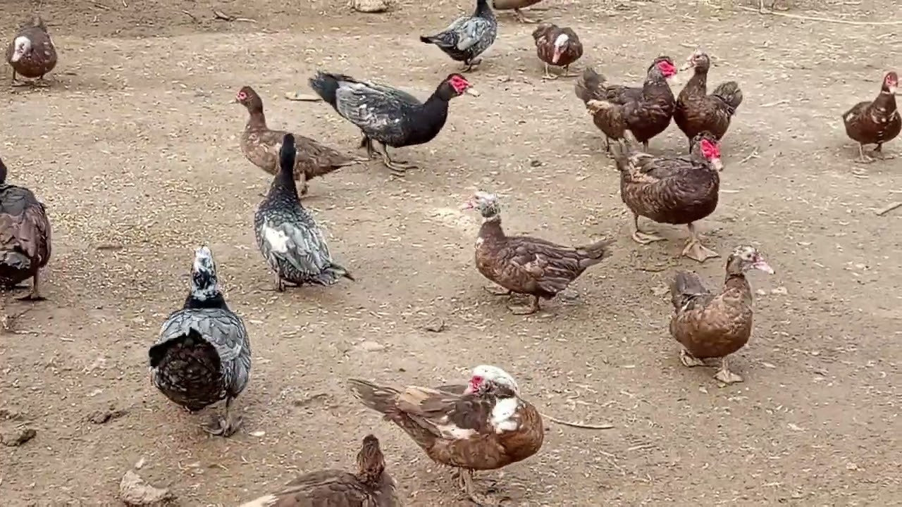 Lal ördəklər xarici sort 0507428731