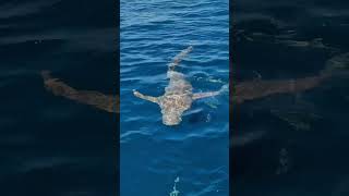 Inst Tilted.official