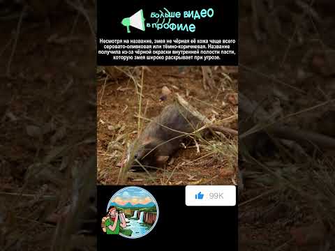 Черная мамба обедает #animals #nationalgeographic #snake #top