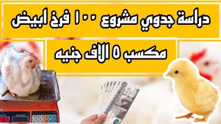 مشروع تربية ١٠٠ فرخ ابيض | دراسة جدوي واسعار بورصة الكتكوت العلف