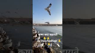 Dwarka Nagri Darshan | श्री कृष्ण की पावन नगरी द्वारका | Gujarat Temple