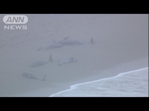 イルカ150頭以上、海岸に打ち上げられる　茨城(15/04/10)