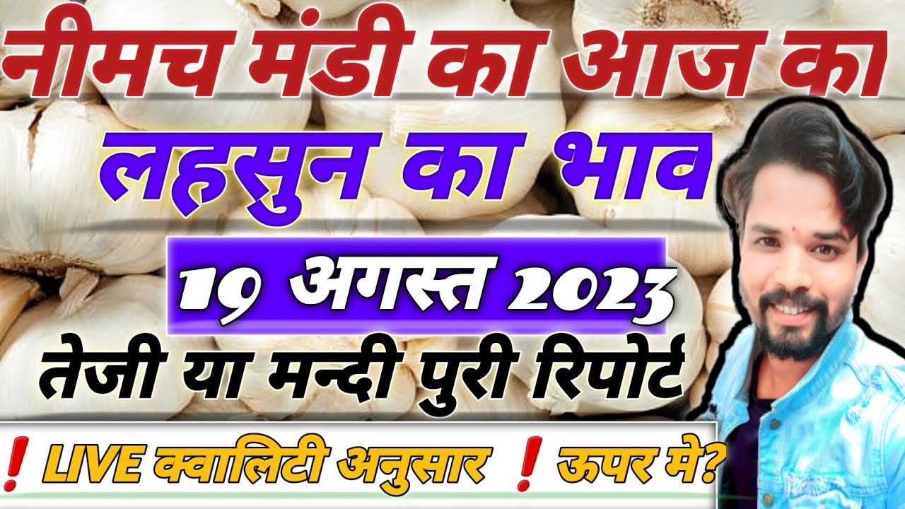 Today Garlic Rate। Fresh Garlic Rate। Lahsun ka bhav aaj ka। Lahsun ka bhav Neemuch Mandsaur mandi