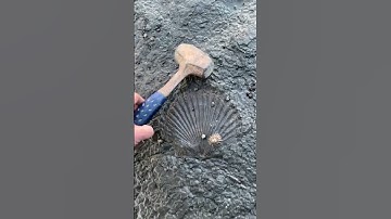 Millions of Year old fossil shell shows amazing detail 🔨😮