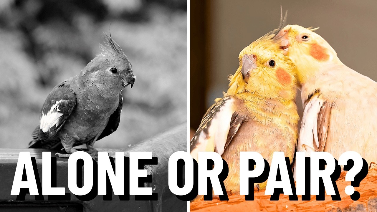 Стоит ли заводить второго корелла? (Руководство по выбору: один или пара)