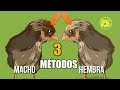 ¿Como saber si un Pollito es Macho o Hembra - 3 TRUCOS FÁCILES