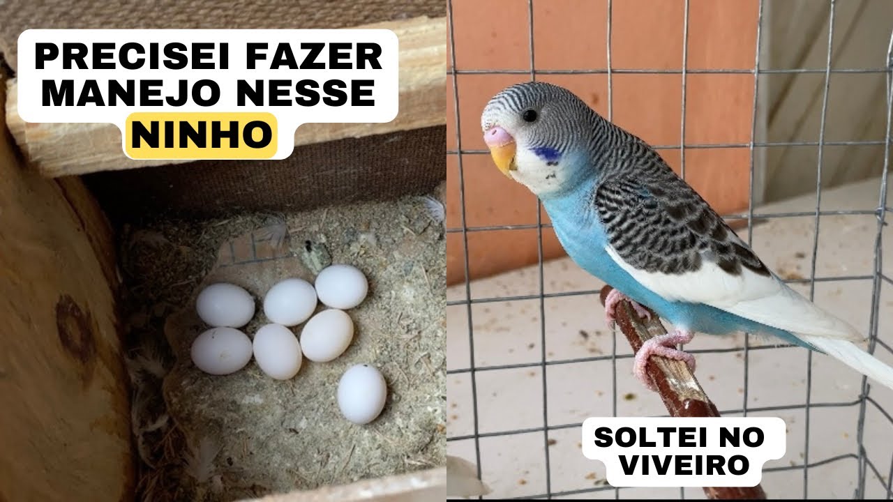 Casais Que Estão Em Reprodução De Periquito Australiano 